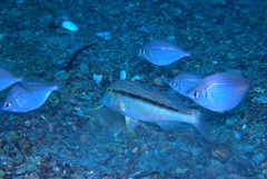 Parequula melbournensis