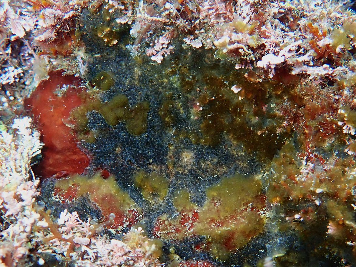Diplosoma listerianum (Milne Edwards, 1841)