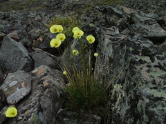 Papaver pulvinatum