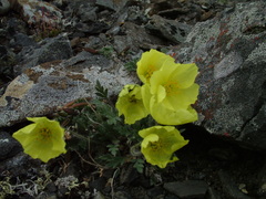 Papaver pulvinatum