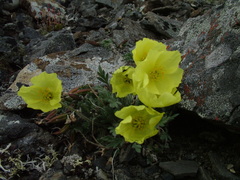 Papaver pulvinatum