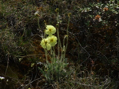Papaver pulvinatum
