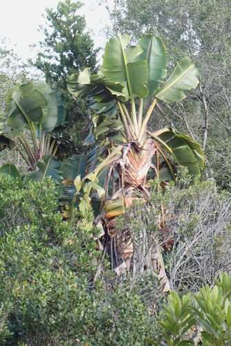 Strelitzia alba, photograph 6