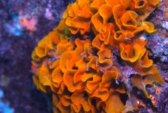 Steginoporella chartacea