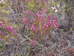 Erica rhopalantha