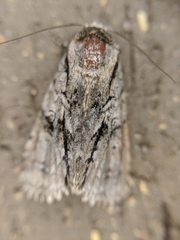 Turnerinycta phaeocosma