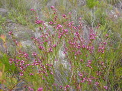 Erica rhopalantha