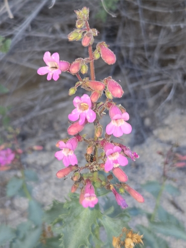 Penstemon clevelandii, photograph 1