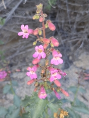 Penstemon clevelandii, photograph author not stated, no rights reserved