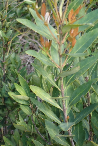 Iron Martin (Laurophyllus capensis)