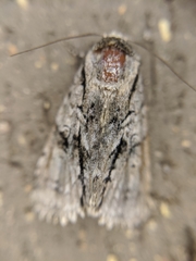 Turnerinycta phaeocosma