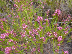 Erica rhopalantha