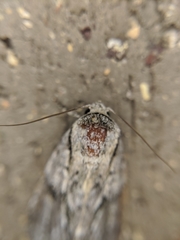 Turnerinycta phaeocosma