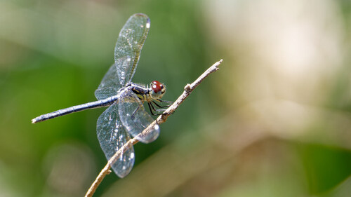 Pied-spot