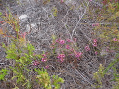 Erica rhopalantha