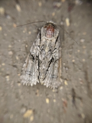 Turnerinycta phaeocosma