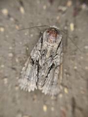 Turnerinycta phaeocosma