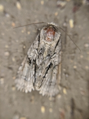 Turnerinycta phaeocosma