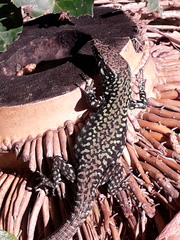 Podarcis muralis