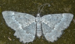 Gnophini