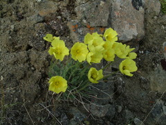 Papaver pulvinatum