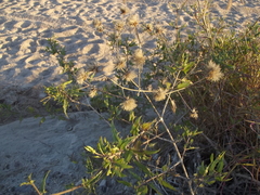 Bebbia atriplicifolia