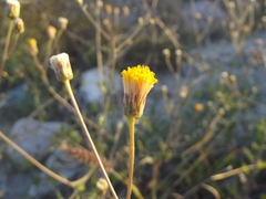 Bebbia atriplicifolia