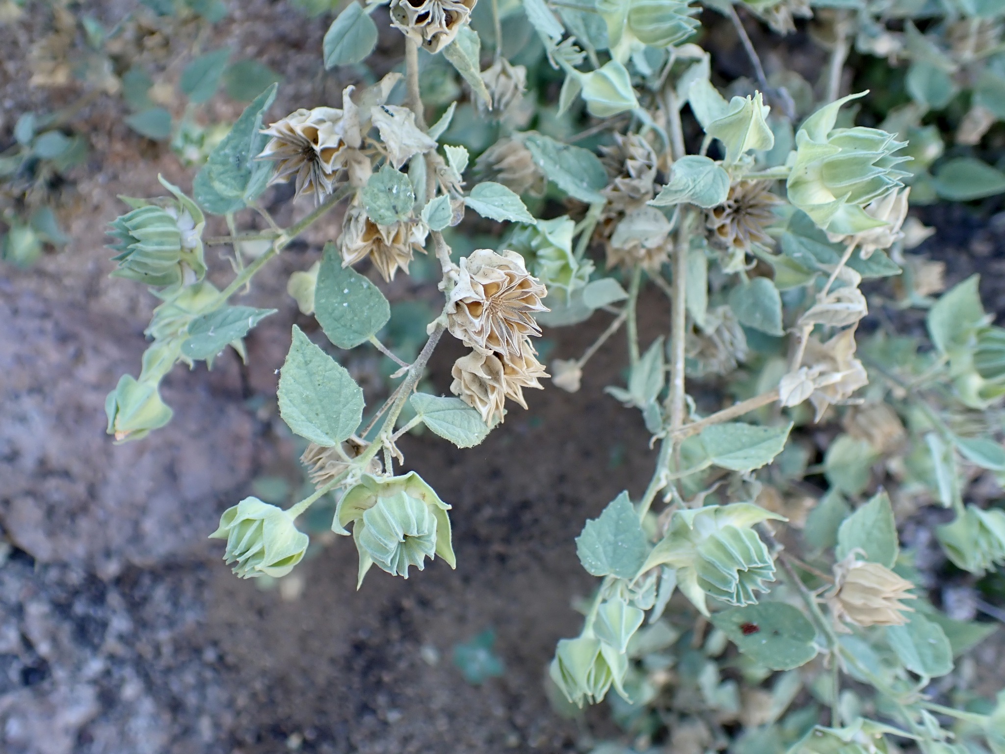 Shrubby Indian Mallow (Abutilon abutiloides)