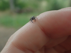 Pseudicius encarpatus