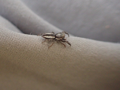 Pseudicius encarpatus