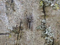 Pseudicius encarpatus