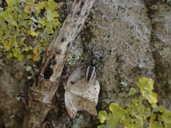 Pseudicius encarpatus