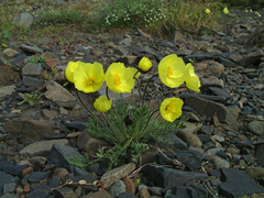 Papaver pulvinatum