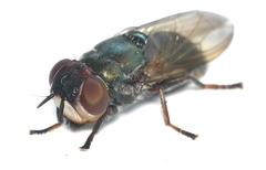 Duomyia