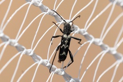 Neoclytus horridus
