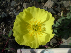 Papaver pulvinatum