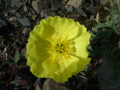 Papaver pulvinatum