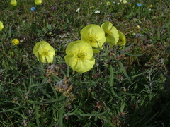 Papaver pulvinatum