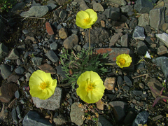 Papaver pulvinatum