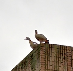 Alopochen aegyptiaca