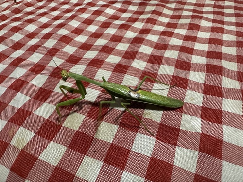 Argentine White-crested Mantis