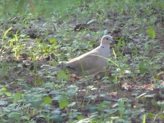 Streptopelia decaocto