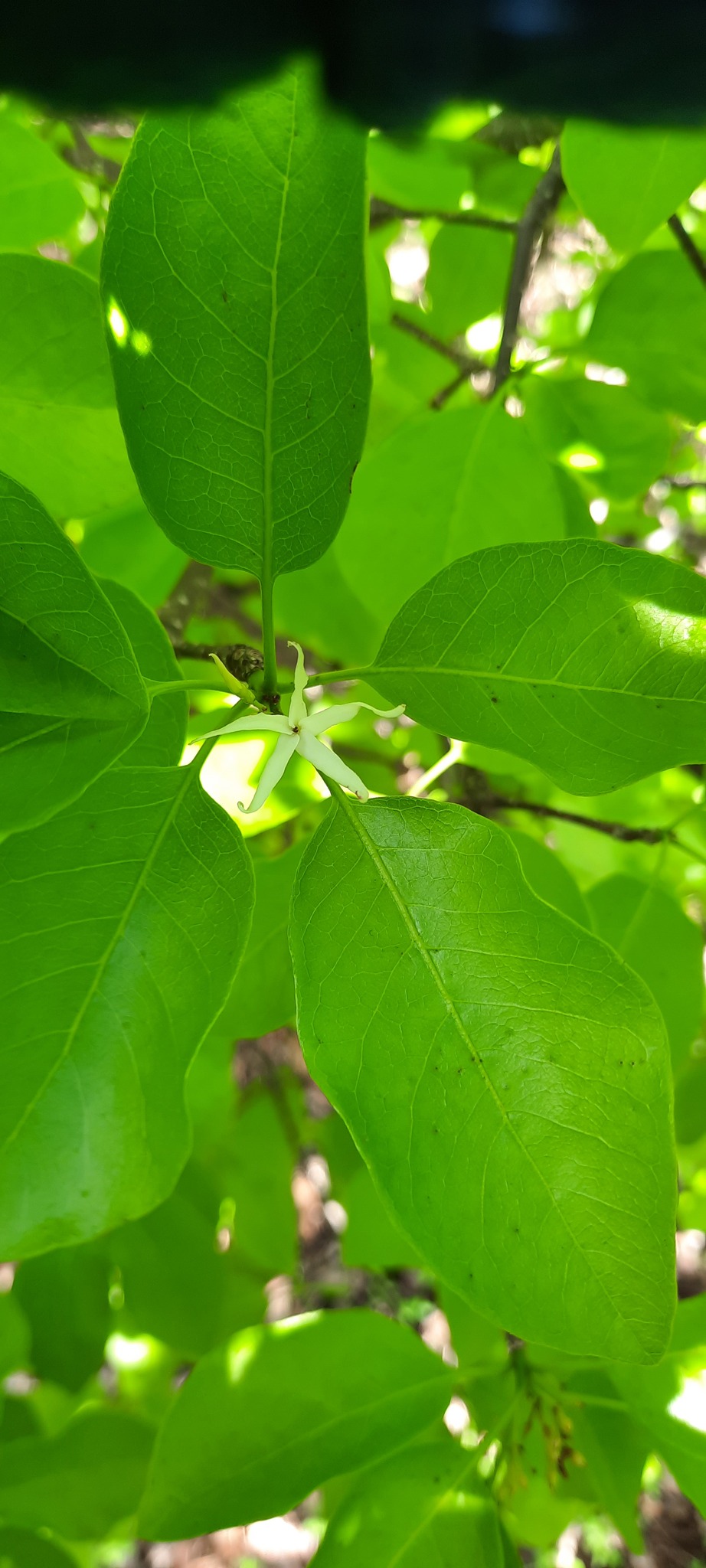 Aspidosperma pyrifolium