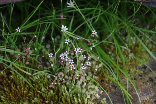 Crassula dentata