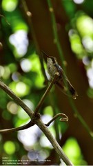 Cynanthus forficatus