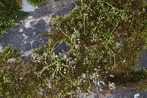 Crassula dentata