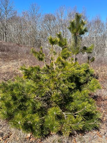 Japanese Black Pine (Pinus thunbergii)