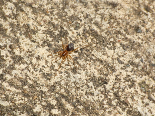 European Ant-eating Spider photo 4