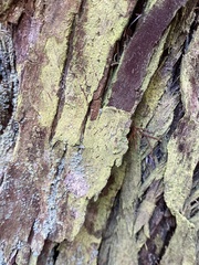 Chrysothrix chamaecyparicola