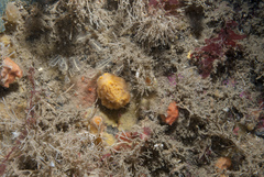 Axinella parva
